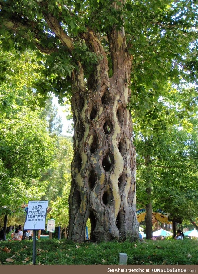 Six Sycamores grafted 42 times