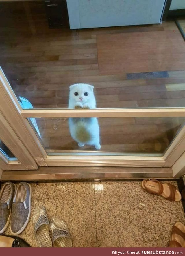 Can I get in hooman?