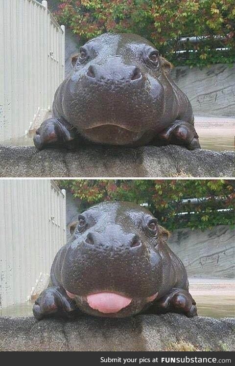 Baby hippo :)