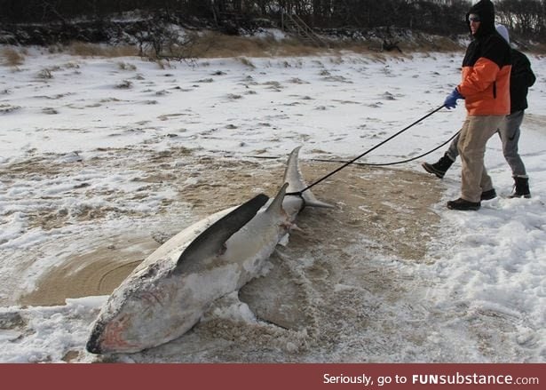 It's so cold in the US that sharks are freezing to death