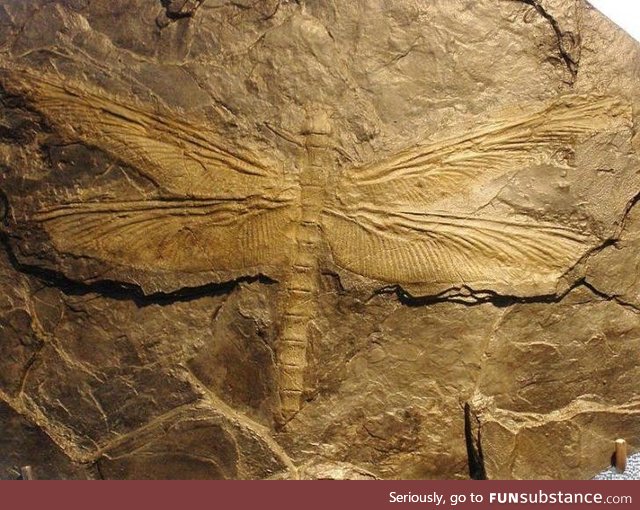 Meganeura, prehistoric dragonfly with 2.5 feet wingspan