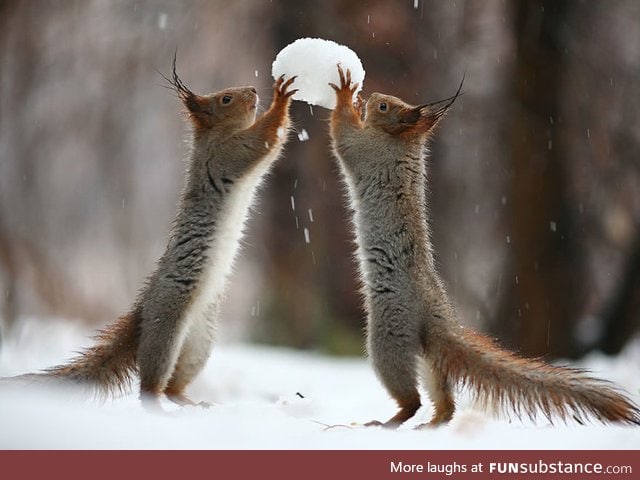 Squirrels playing in snow