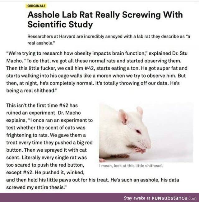 Stupid rat
