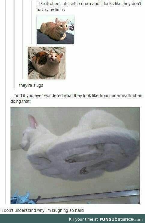 What underneath view of cat