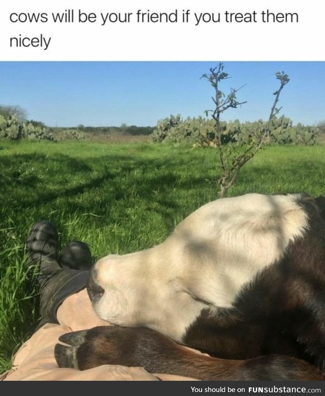 Cows are not food, they are friend