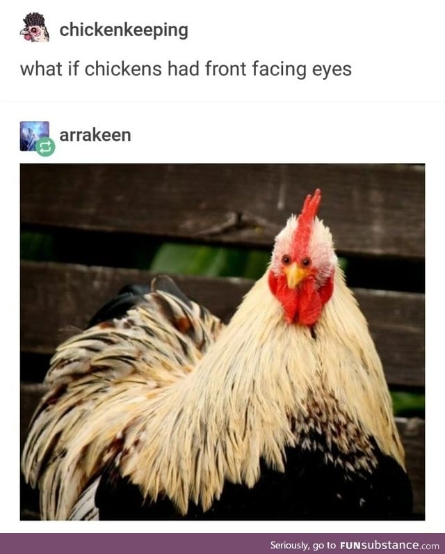 Handsome chicken