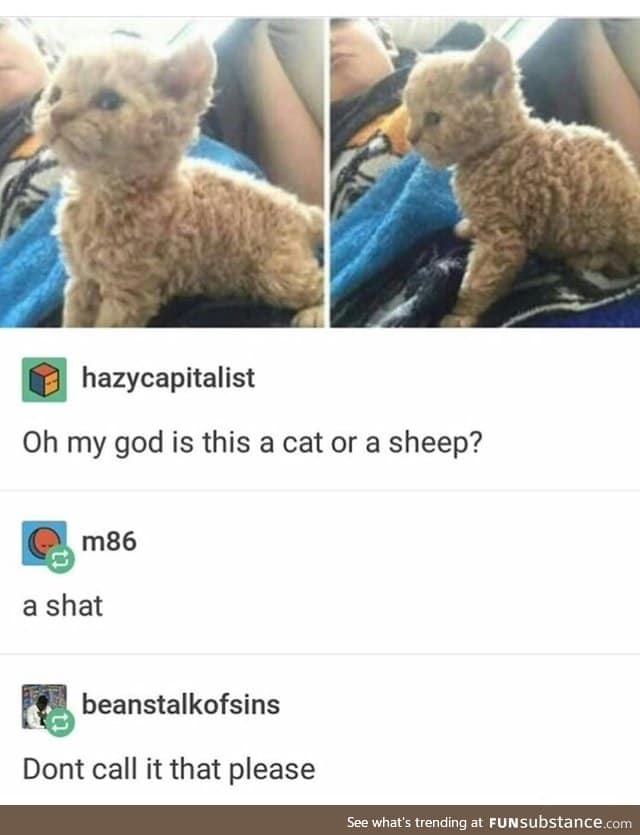 Cat or sheep?