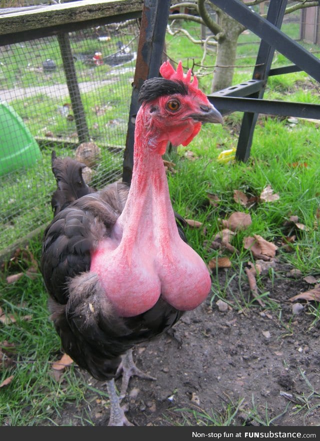 This prize winning Transylvanian scrotum neck birdo