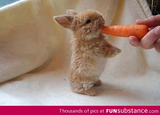 There you go, little bunny
