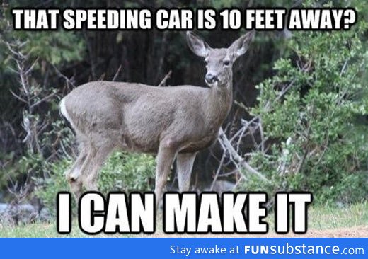 Deer and their logic