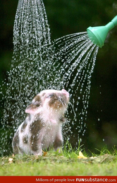Cute piggy shower