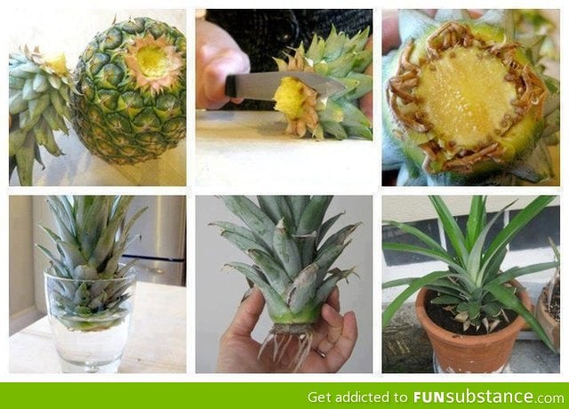 How to grow your own pineapple