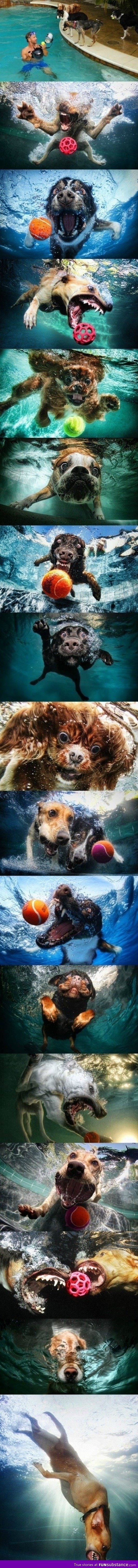 Dogs underwater