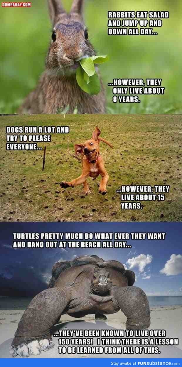 Rabbits ,Dogs and Turtles...