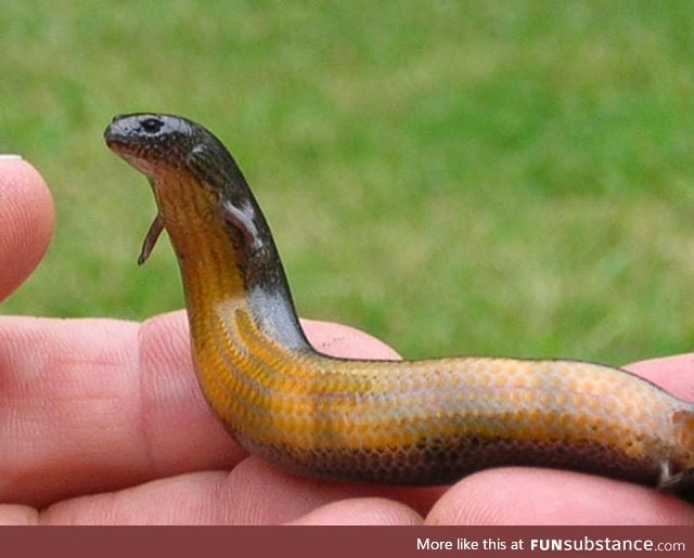 A weird little-handed snek says: "Greetings to you, human being"