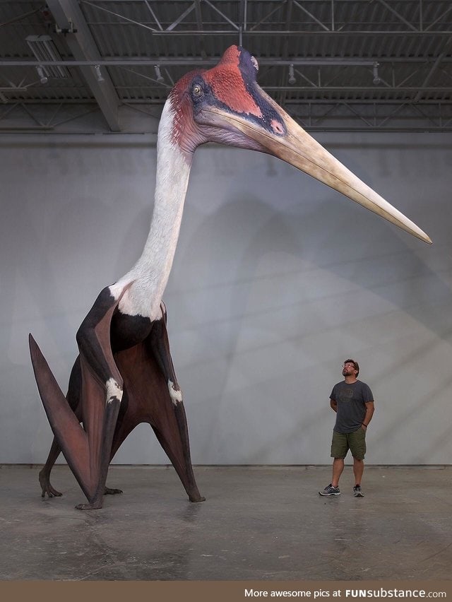 Quetzalcoatlus northropi model next to a 1.8m man. The largest known flying animal ever