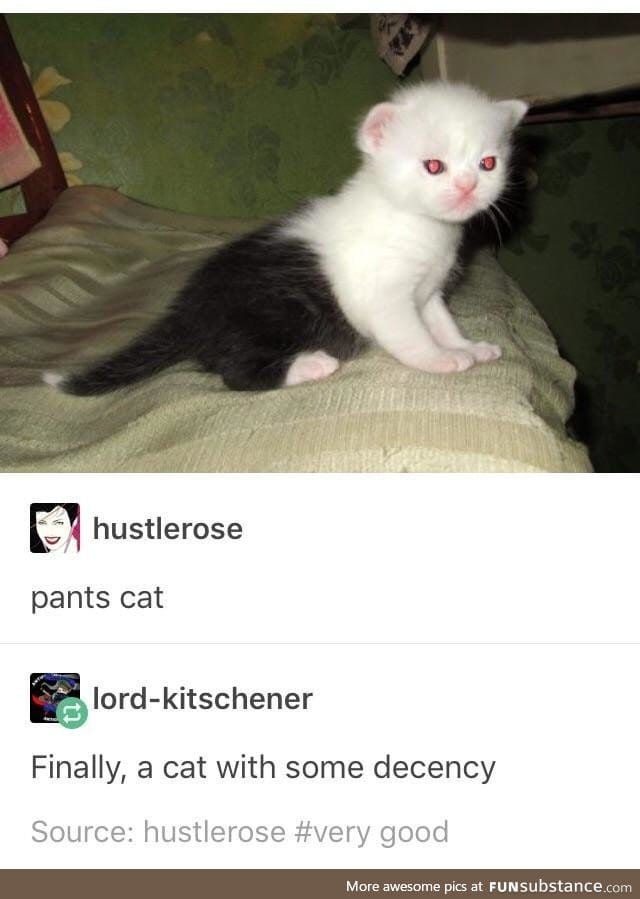 If you give a cat a pant and other such dilemmas