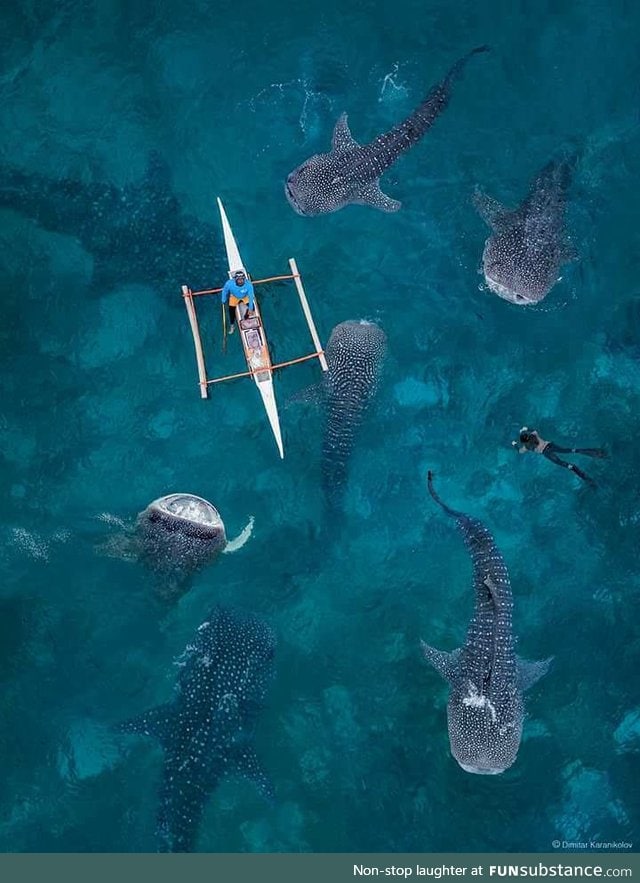 Whale shark party