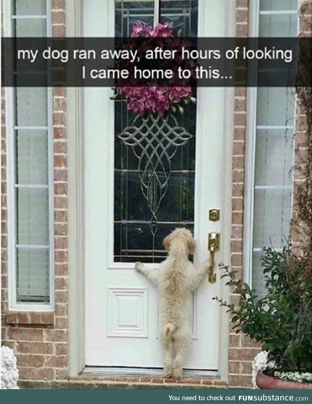 Dog: Let me in mehn, or I'll open this door myself.