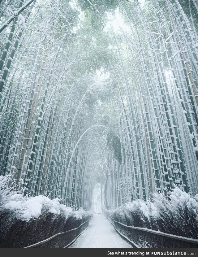 Bamboo in winter