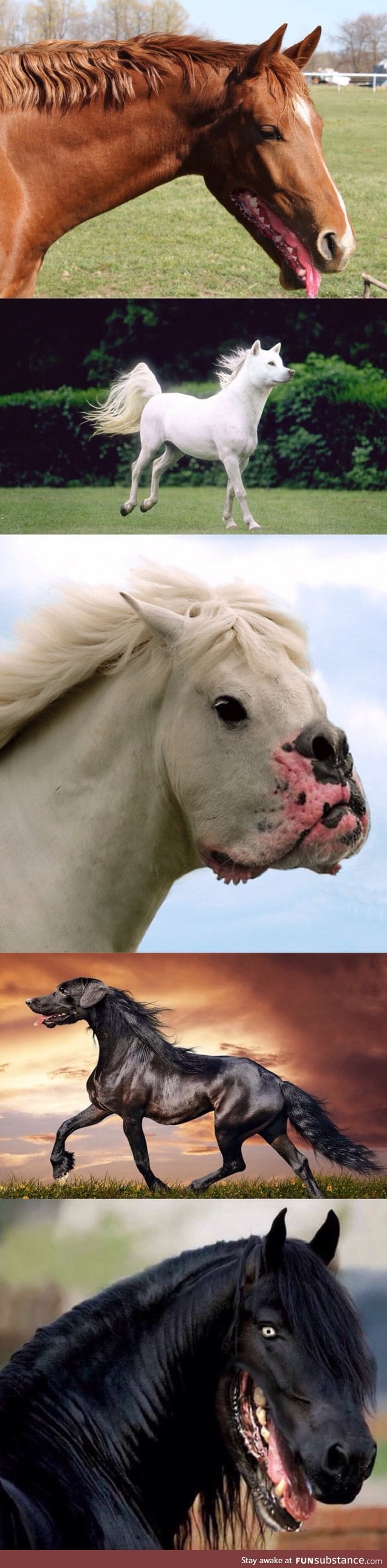 If a horses mouth was like a dogs