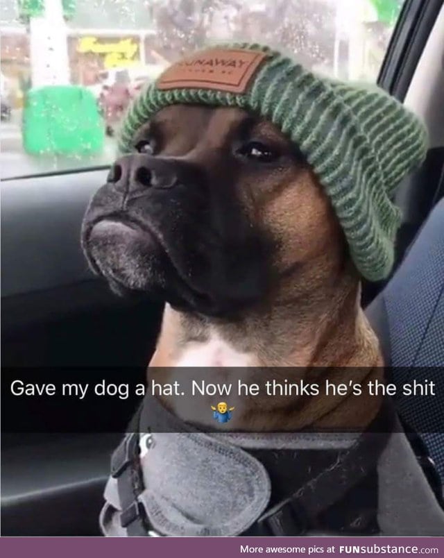 This dog looks like Kevin Hart