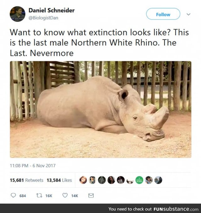 Last male northern white rhino