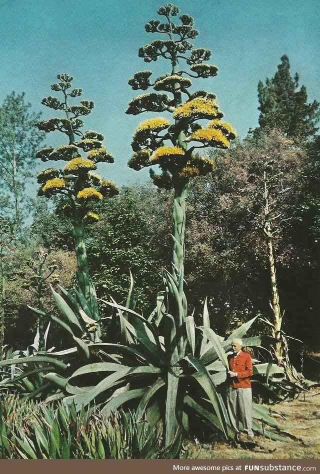 A giant century plant in Southern California