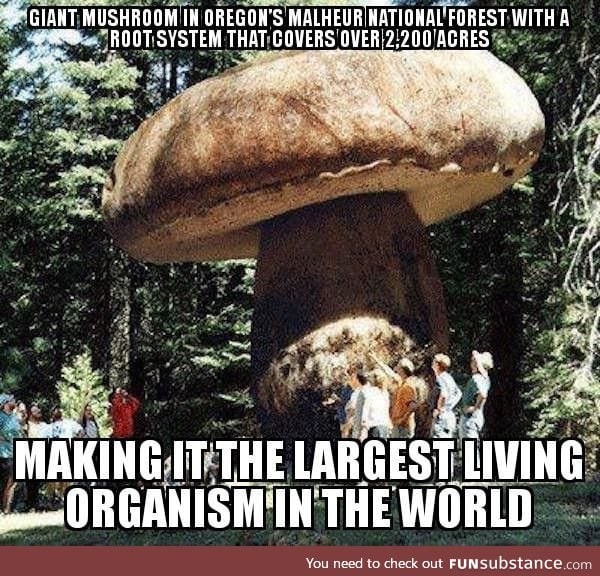 Big ass mushroom