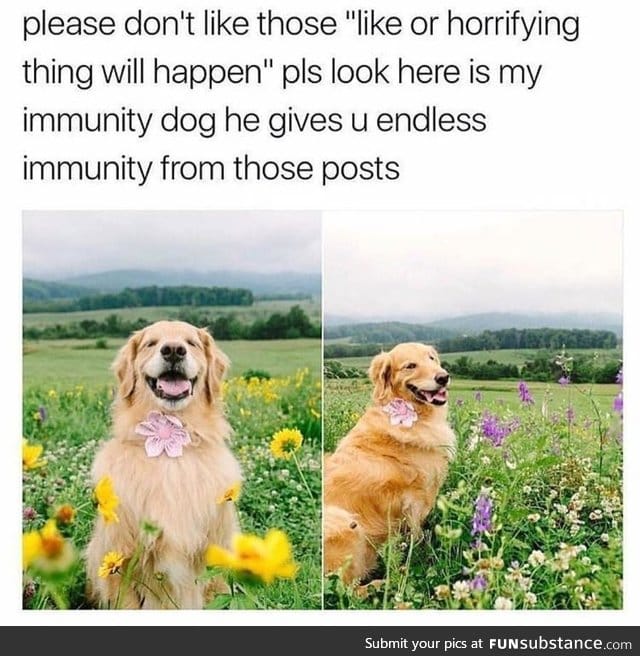 Immunity Dog!