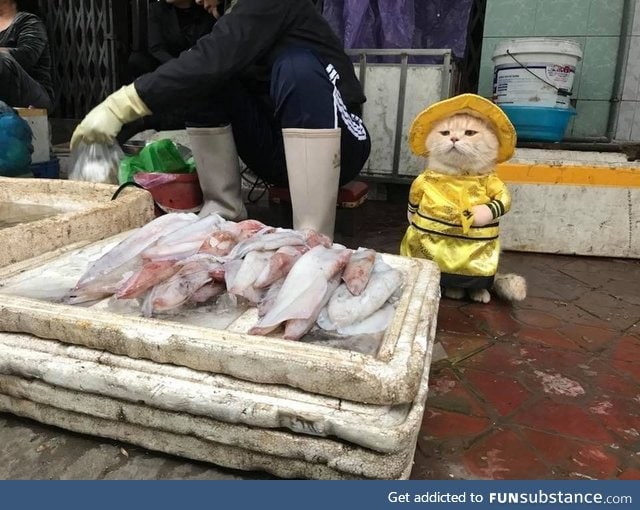 Surveying Fish market like.