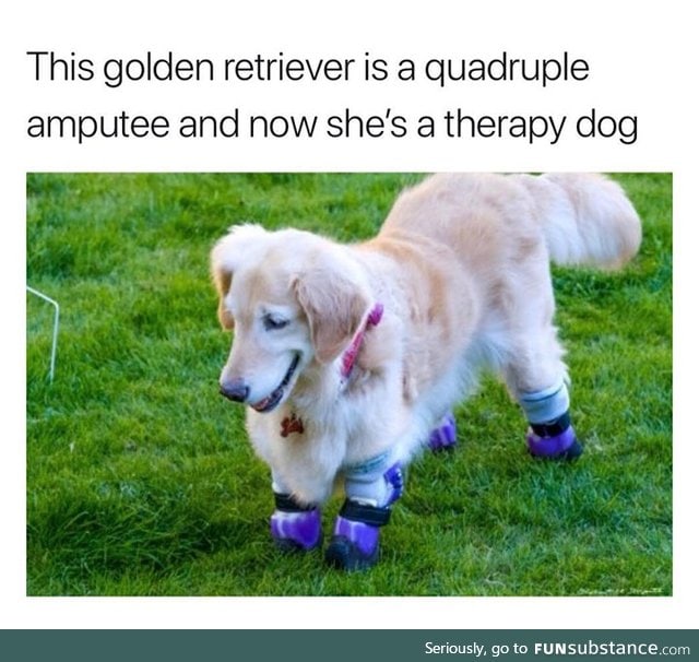 Brave doggo