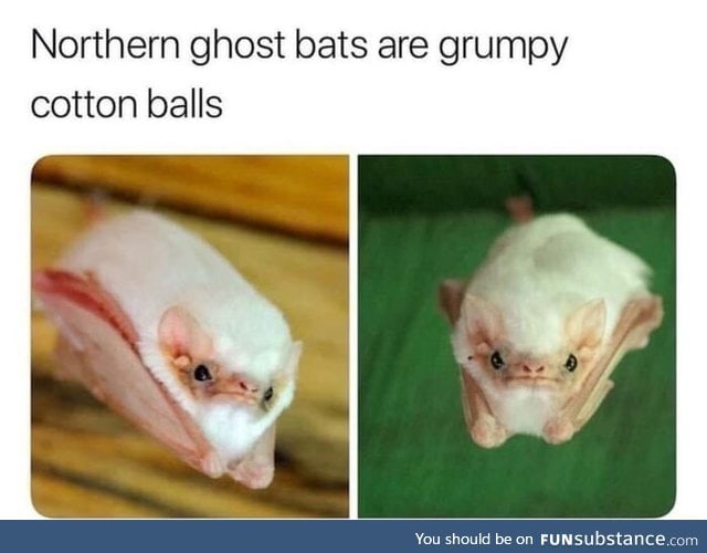 Grumpy cotton balls