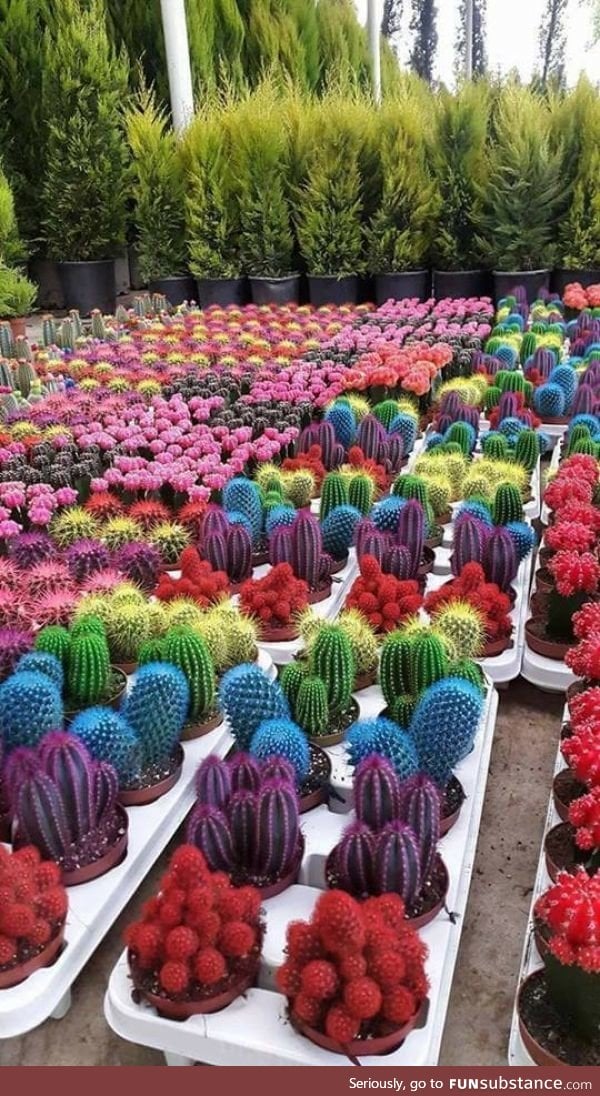 Colorful cacti