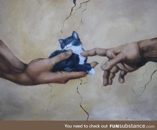 The hand of meow