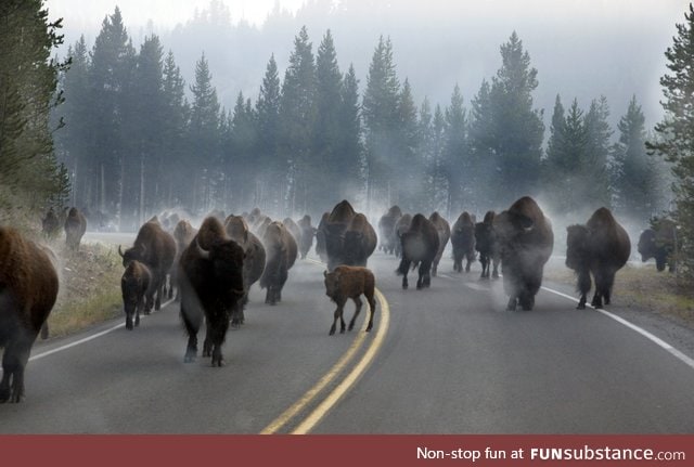 Morning rush hour traffic in Yellowstone National Park
