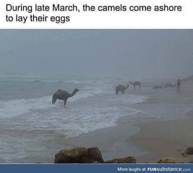 Sea camels