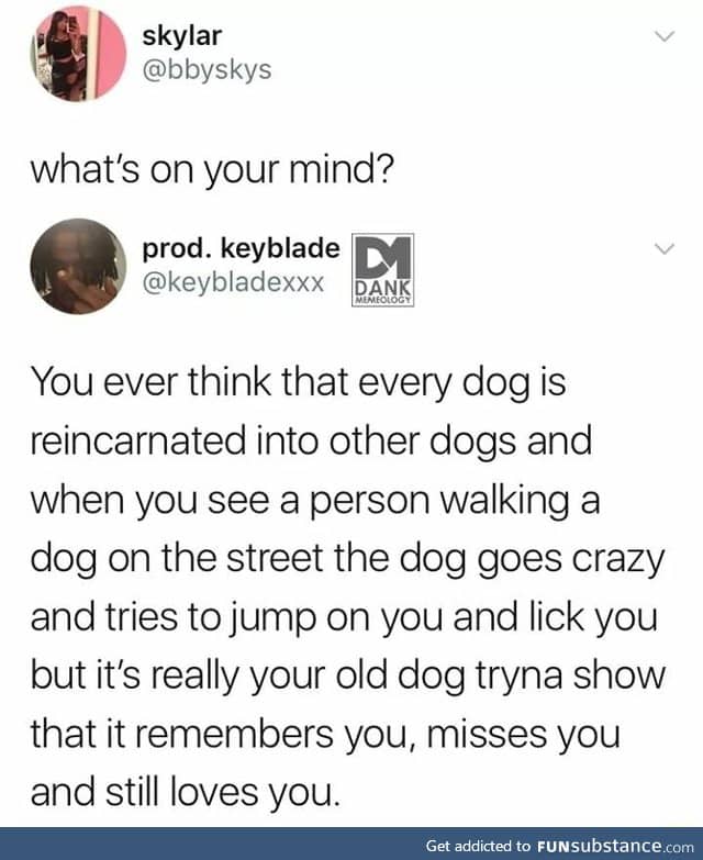 Dogs reincarnate