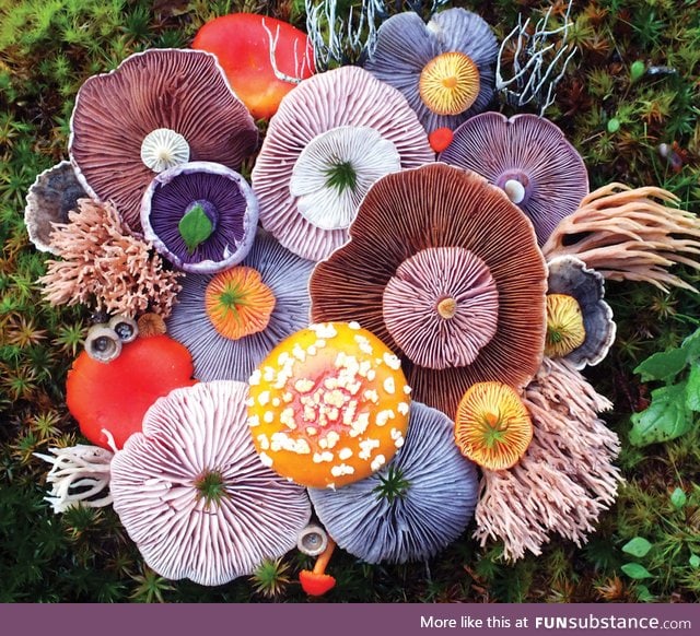 An arrangement of Mushrooms