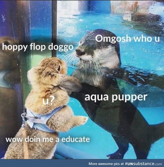 Water doggo meets pupper