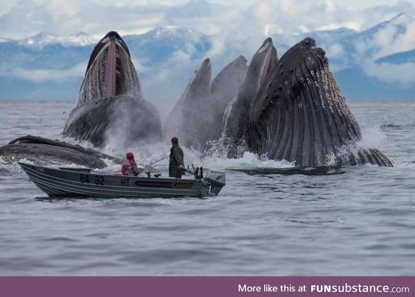 Humpback whales feeding in Alaska