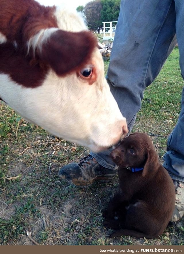 "did you said something??"   "no sir.. uhm i mean.. woof?"