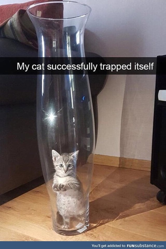 Cat trap