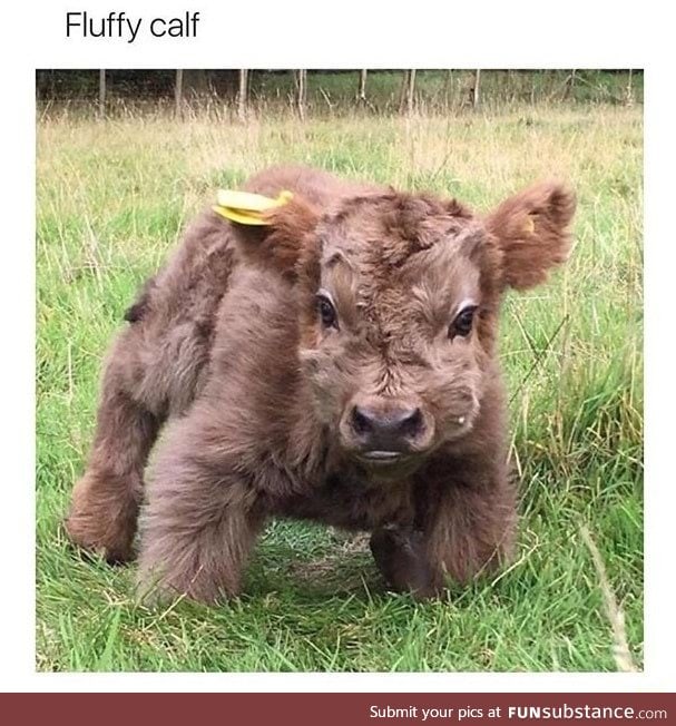 Fluffy calf