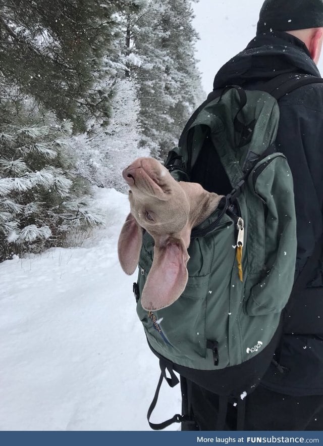 He loves the snow and adventure trips with his hooman friend