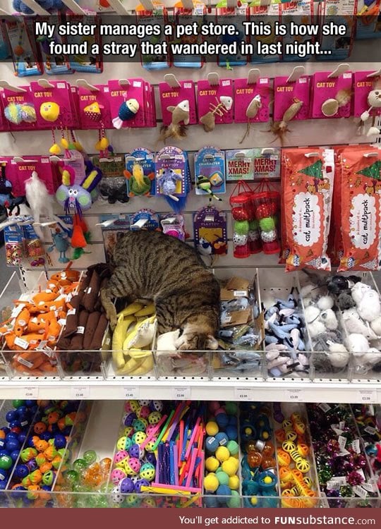 This kitty just found cat heaven