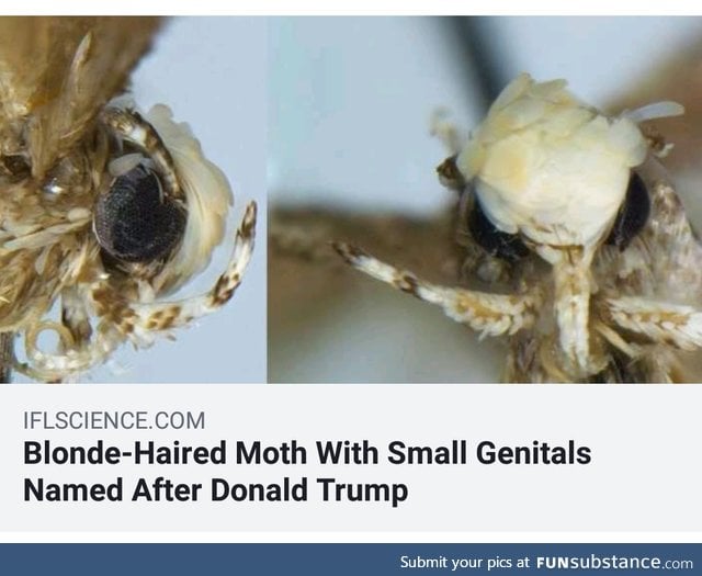Poor Moth..