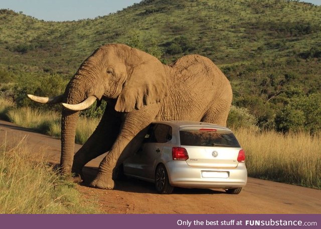 An Elephant in Pilanesberg National Park using a Volkswagen to scratch his belly