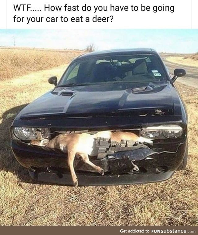 Car eating a deer