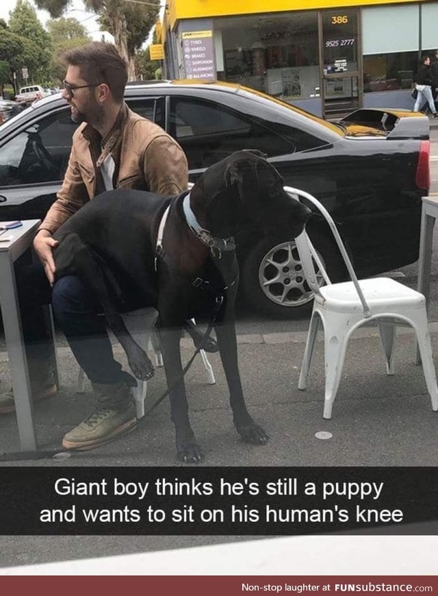 Big puppy